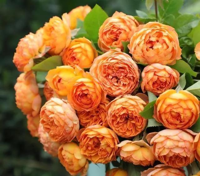 99棵月季,最值得入手的玫瑰月季