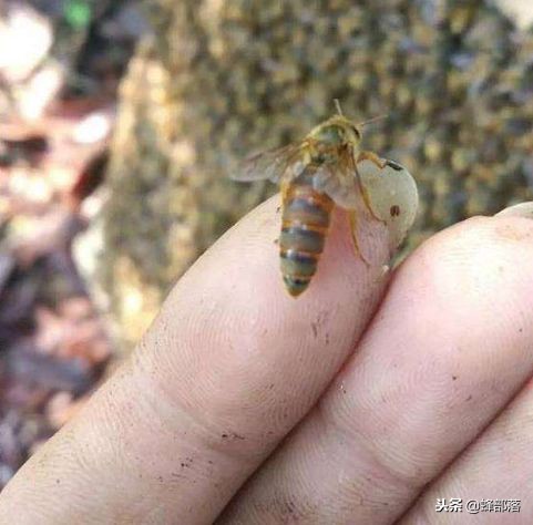 蜜蜂养殖如何防止被蜜蜂蛰,中蜂王怎么打蜂王不死