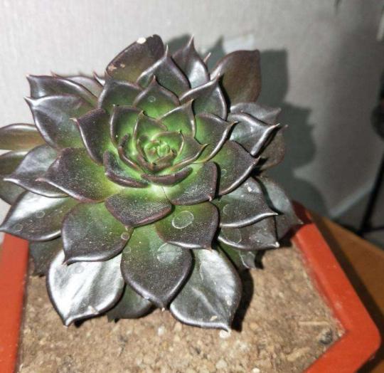 多肉黑王子老桩,黑王子多肉老桩