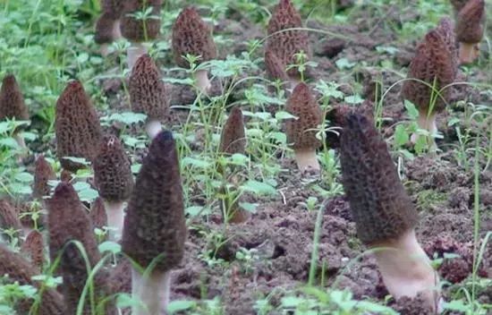 农村比较挣钱的小成本项目,在农村比较赚钱的项目