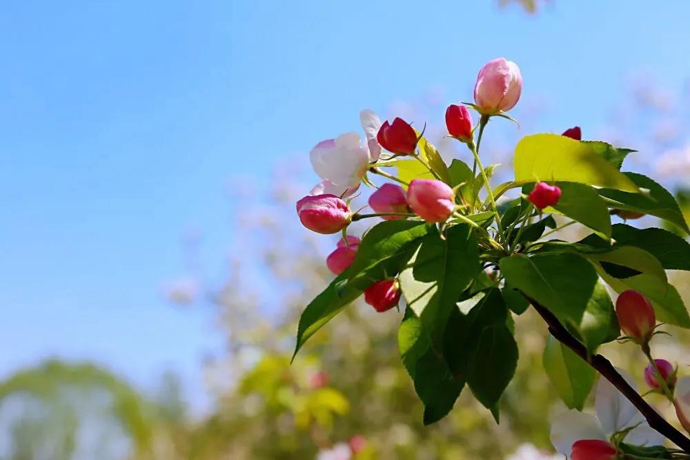 首都师范大学科德学院怎么样啊,首都师范大学科德学院乱不乱