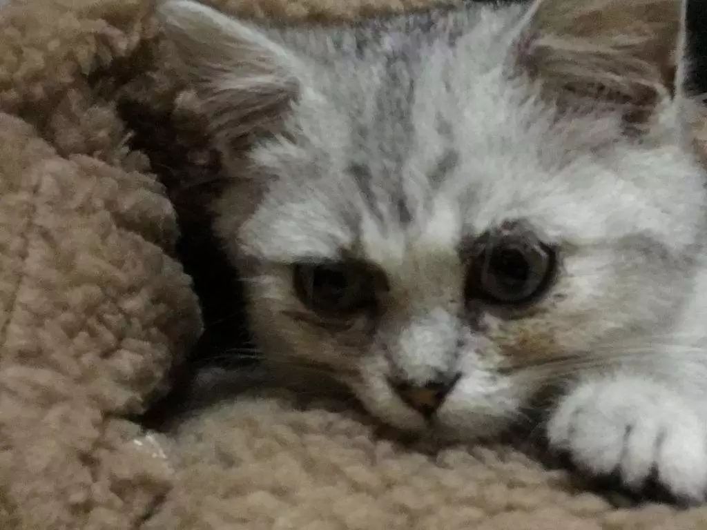 猫咪流黄色鼻涕打喷嚏眼屎多,猫咪换了猫粮眼屎多是怎么回事