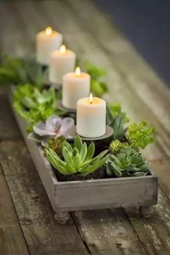 老外的多肉盆景惊艳了世界,多肉庭院美极了