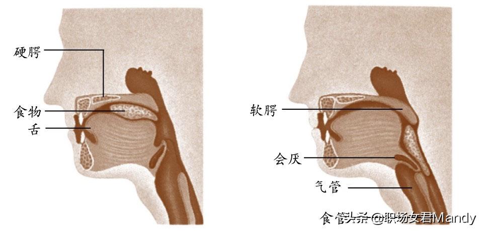 早上起不来，萎靡一整天？学会调节血清素，掌握科学“起床法”