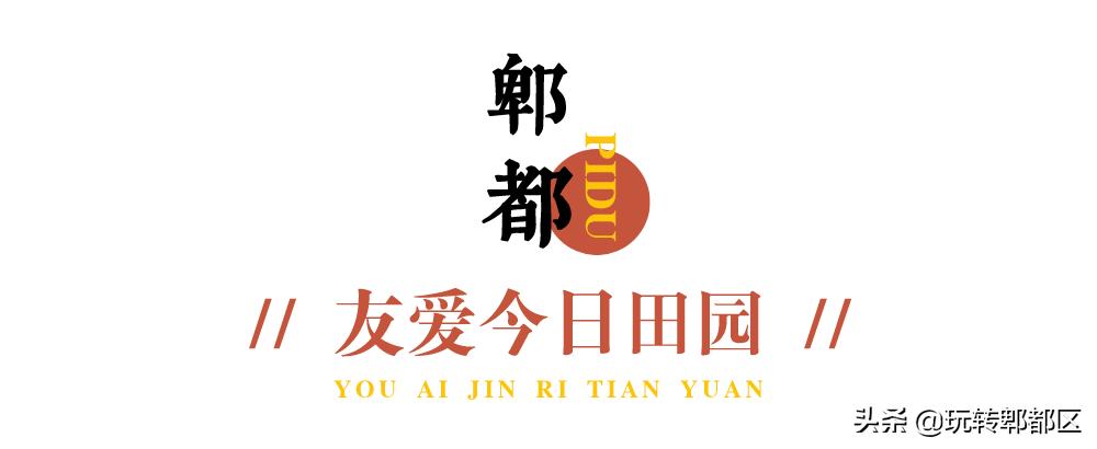 郫都区十大银杏打卡地,郫都区看银杏最好的地方