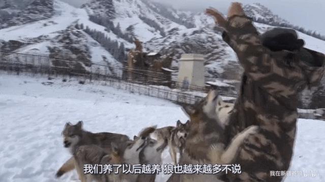这位“女汉子”在*疆新**，把狼养成了哈士奇，就是经常揍狼的那个