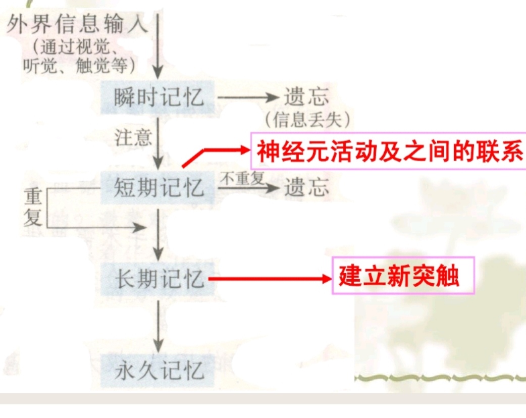 高中生物神经调节与体液调节关系,高中生物兴奋的传导与传递