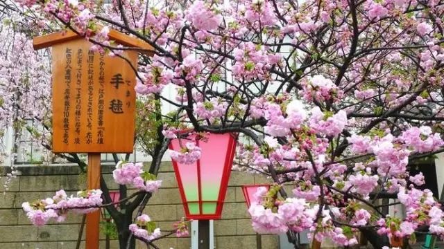 【酷游纪】日本最浪漫“樱花季”，粉红秘境遇见最美的＂樱吹雪＂