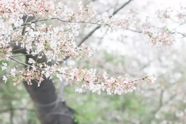 今日清明诗词大全,简单易懂清明诗词