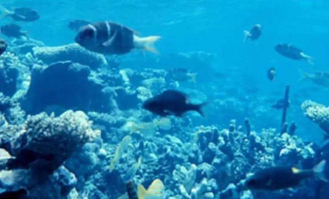 如果没有太阳地球会怎样的,假如地球吃掉了太阳会发生什么