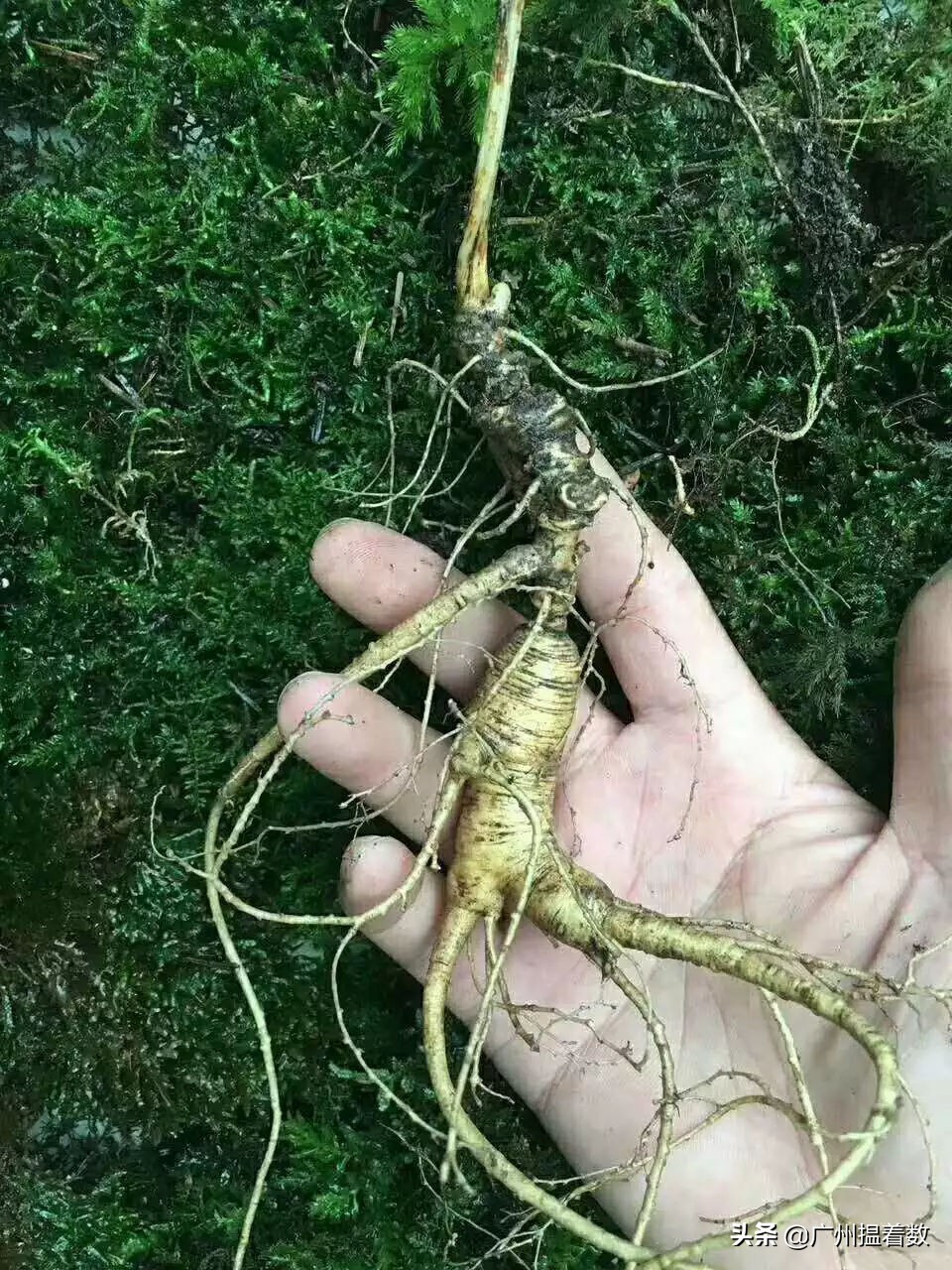 99%的长春人都没吃过的美食,99%的人没吃过的美味