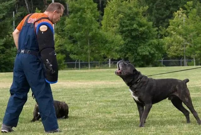 卡斯罗犬为什么不建议养,卡斯罗犬厉害吗值得养吗