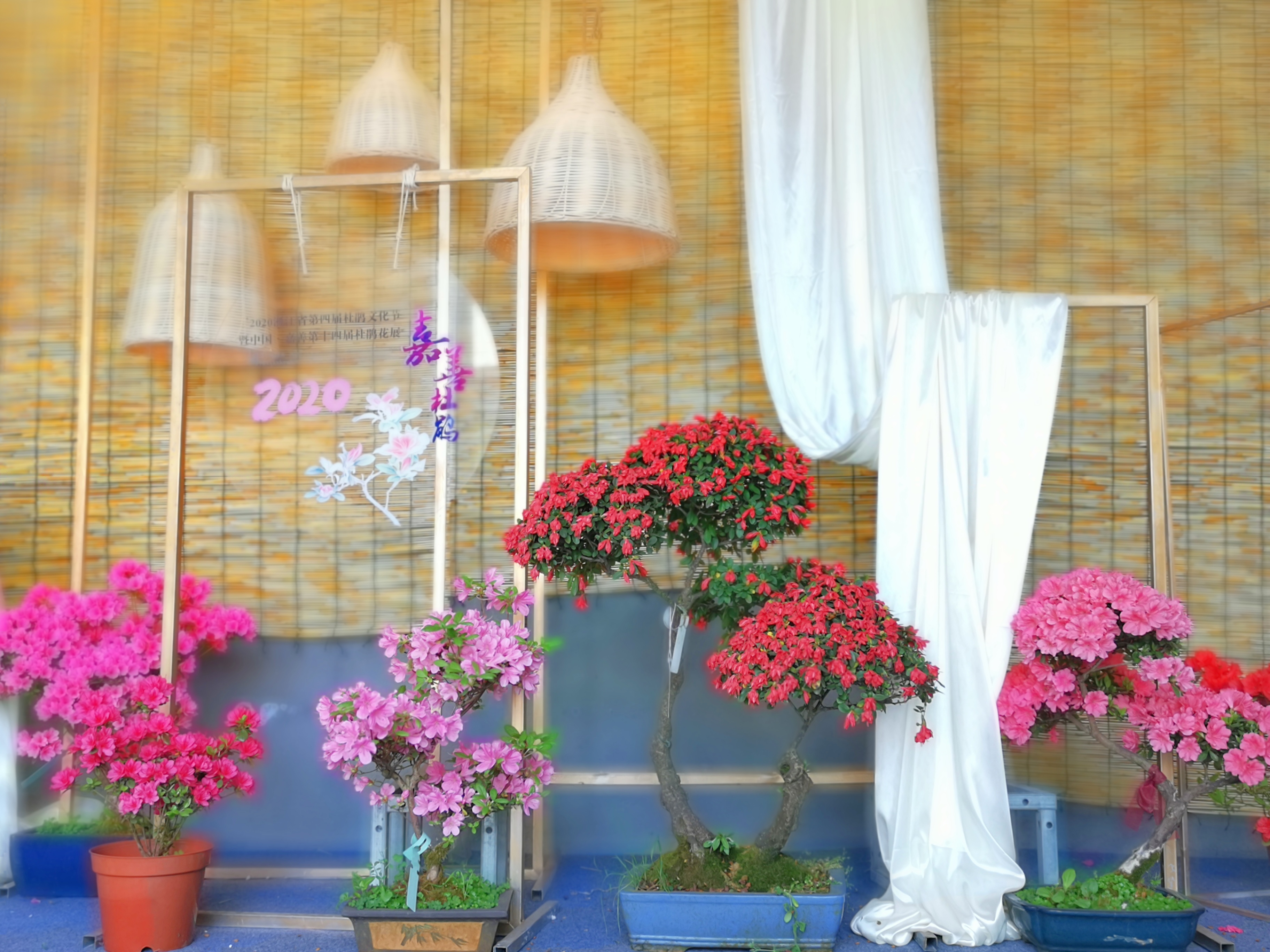 猩红热为什么会全身发热,猩红热和风疹发热的区别