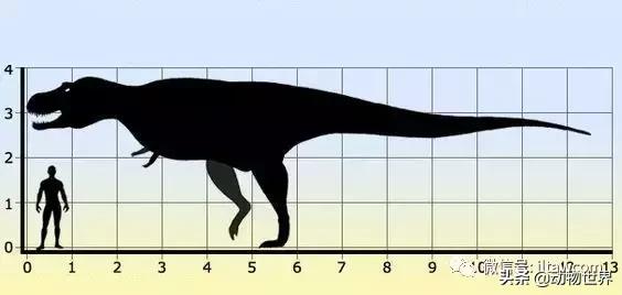 地球上的顶级掠食者,人类是地球上最顶级的掠食者