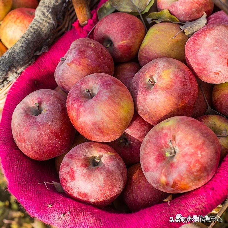 目前最有发展前途的早熟苹果品种,现在最好的富士苹果是什么品种