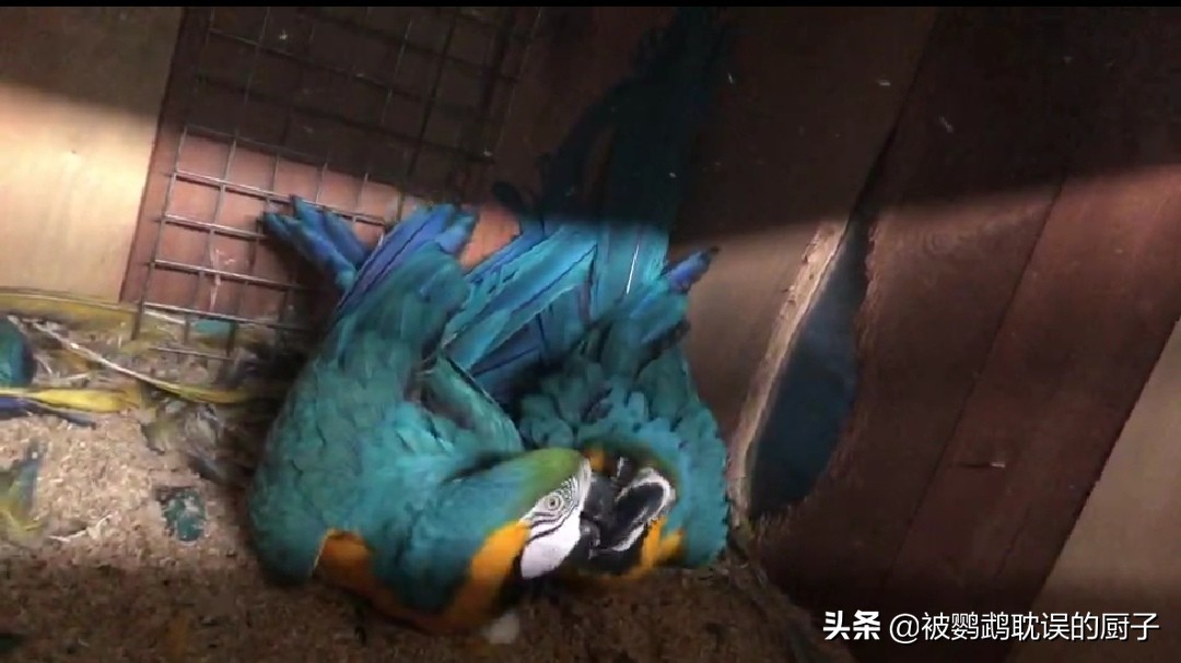 为什么鹦鹉总是掉毛翅膀发抖,我家鹦鹉掉毛严重怎么办