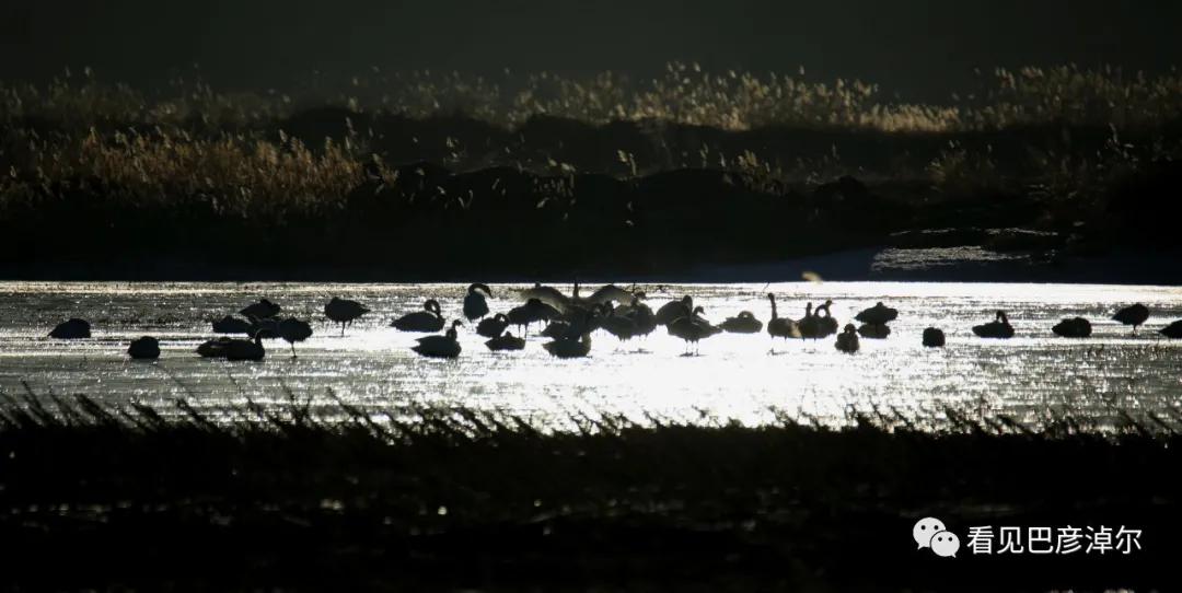 内蒙古巴彦淖尔有多美,巴彦淖尔有多美