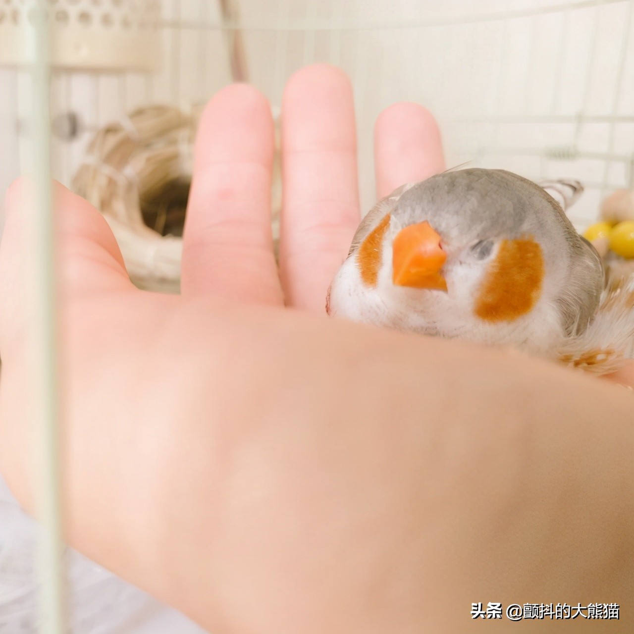 瓒呮不鎰堢殑灏忛笩,瓒呮不鎰堢殑灏忛笩瑙嗛