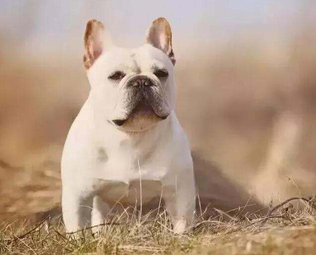 法国斗牛犬有什么优缺点要怎么养,纯种的法国斗牛犬大概要多少钱