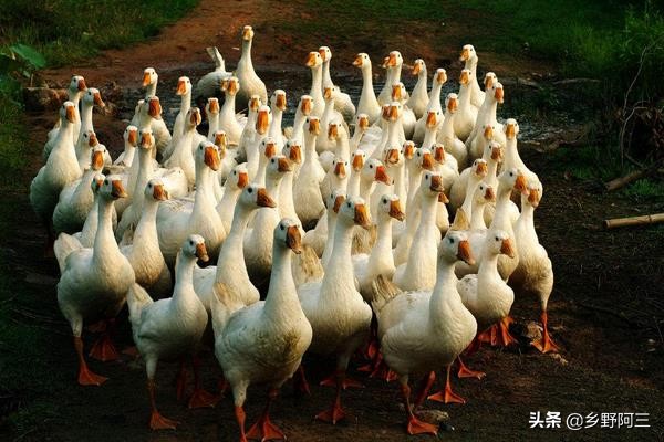 养鹅成了不少投资者看中的项目,养鹅的成本与利润,可以了解一下