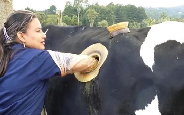 牛肚子上开了个洞里面是什么样的,在牛肚子上打个洞不会痛吗