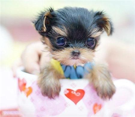 茶杯犬好养吗寿命长吗知乎,茶杯犬好养吗优缺点有哪些
