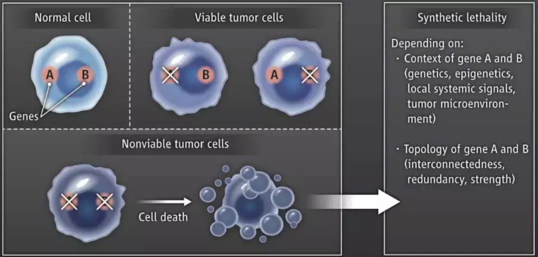 科学家找到癌细胞的生死开关,科学家找到了癌症的开关