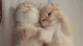 新手养猫没经验？小猫到新家，遇到问题详解（新手必看）