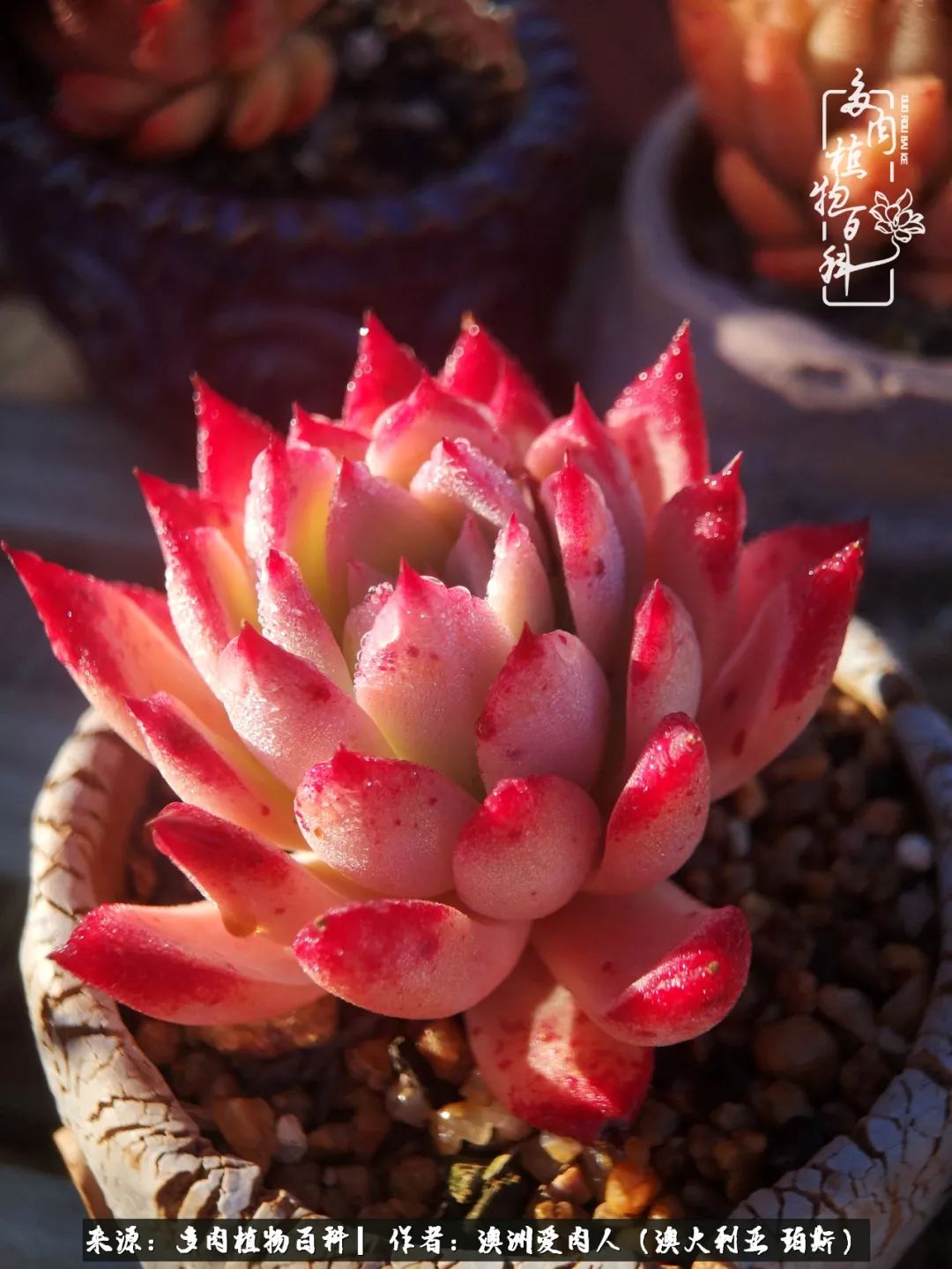 采蘑菇的小姑娘，“转行”来把多肉养