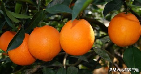 水果行业应该怎么做,怎么样才能把水果行业做大做强