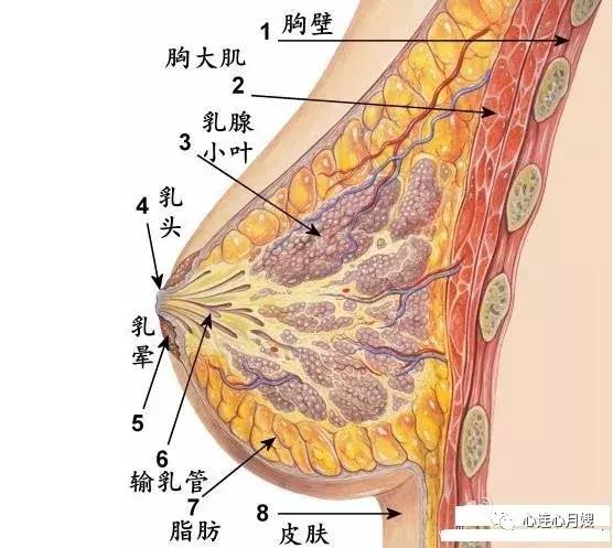 产后排残乳,产后排寒有必要吗