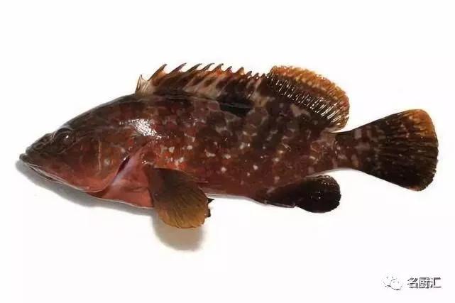 世界顶级十大海鲜,十大顶级海鲜价格排行榜