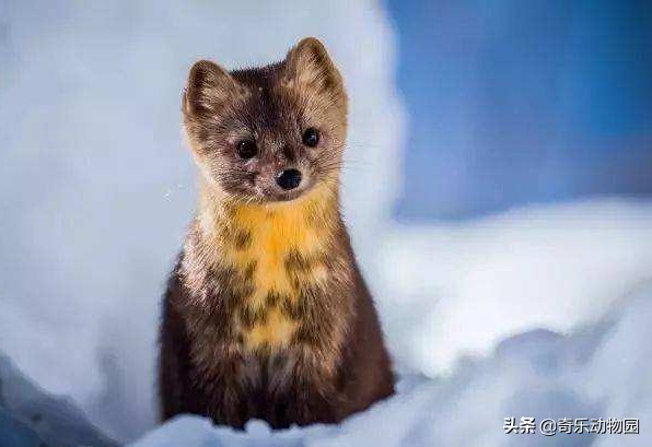 脾气暴躁却是“爱子狂魔”，且看东北三省的这种美丽生灵！