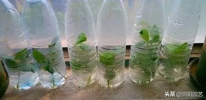 空酒瓶创意改造盆栽,室内盆栽植物专用瓶