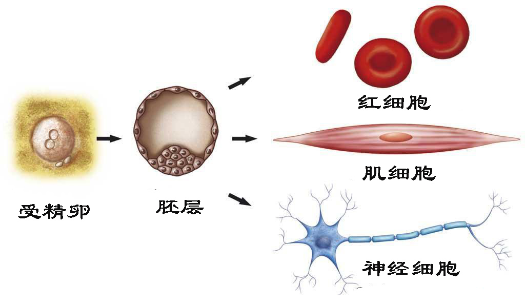 怎么恢复愈合伤口留下的疤痕,科普短片伤口是如何愈合的