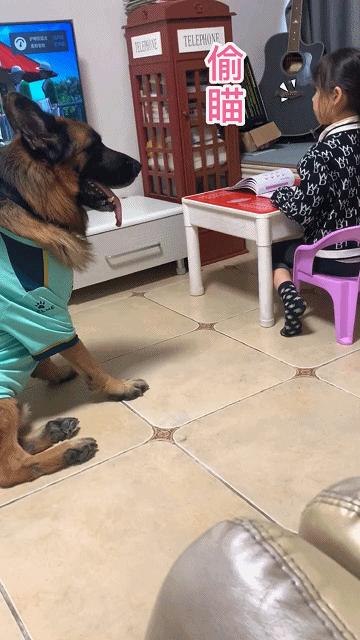 这狗狗的智商也是逆天了,这只狗的智商让主人觉得不可思议