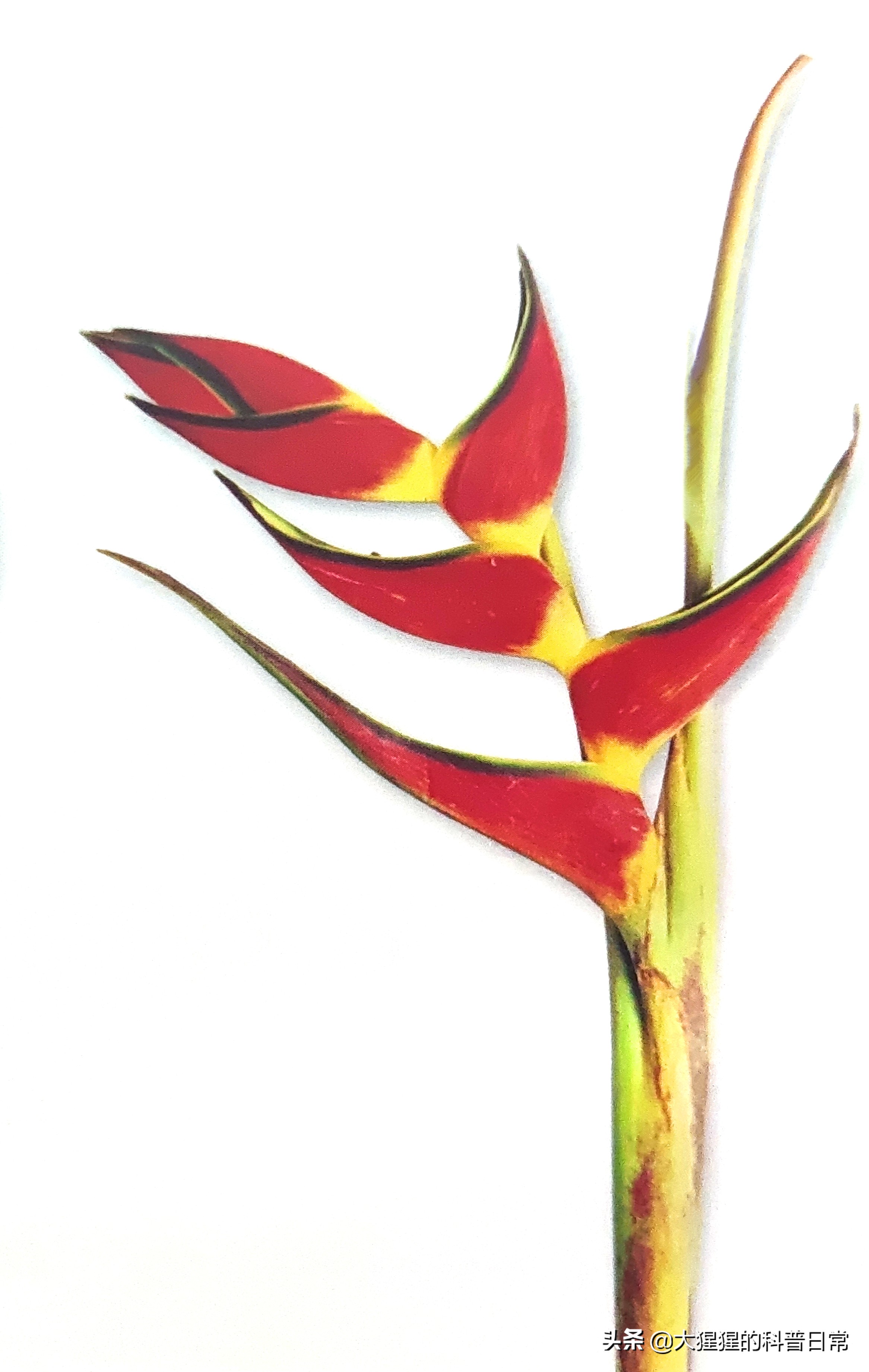 单子叶植物双子叶植物的简图,单子叶植物叶脉是什么