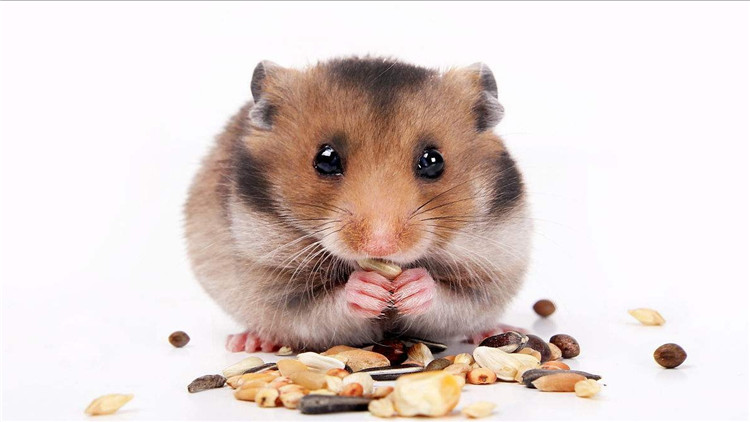 怎么样才能照顾好仓鼠,保护仓鼠眼睛的方法