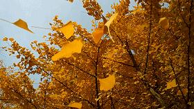 努比亚z30pro自拍咋样,努比亚z50spro自拍对比