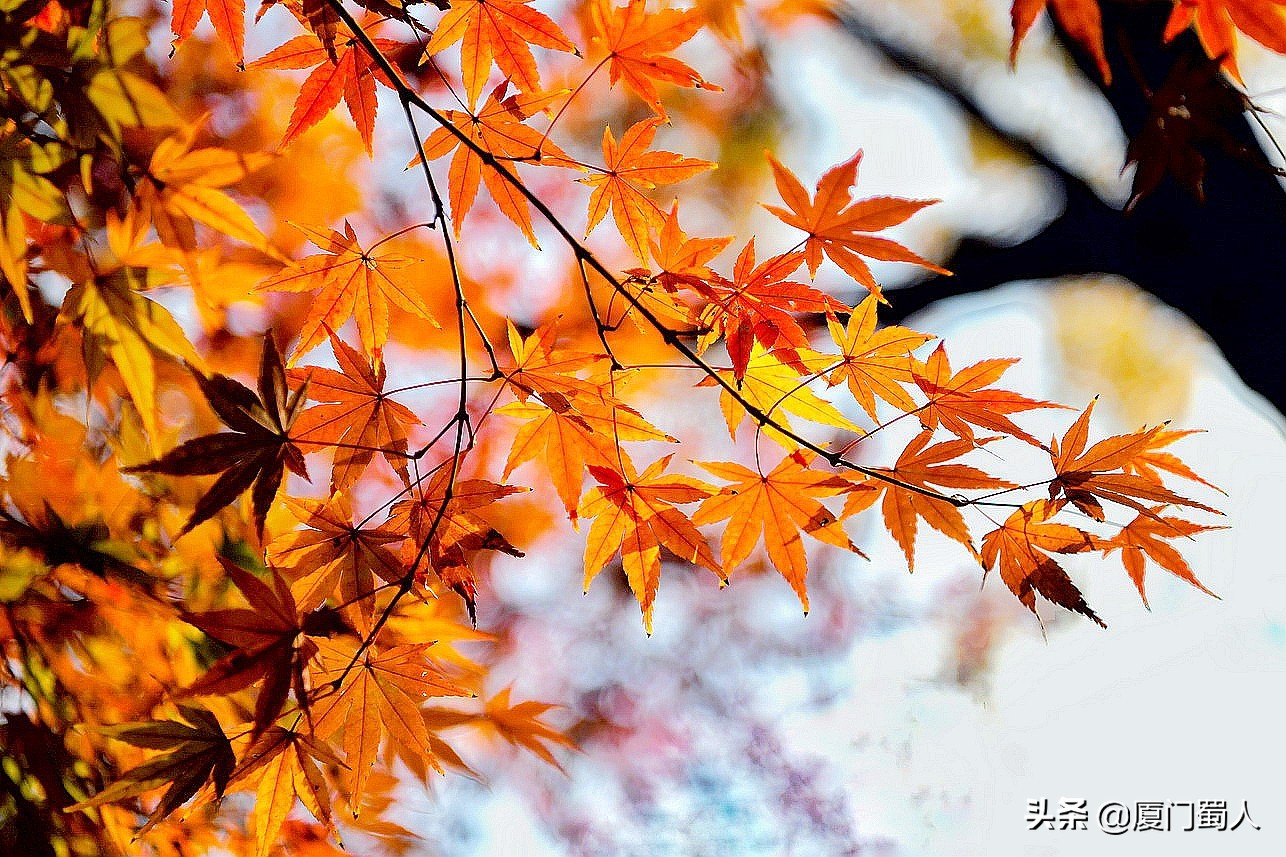 南京四大赏枫地 (南京赏枫胜地)