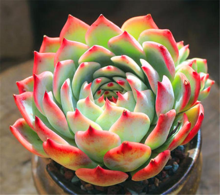 吉娃娃多肉爆头怎么办,吉娃莲多肉容易服盆吗