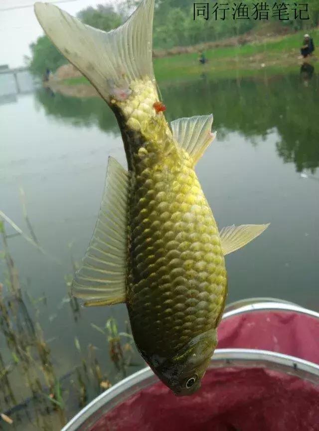 钓鱼记录2019,最新的钓鱼日记