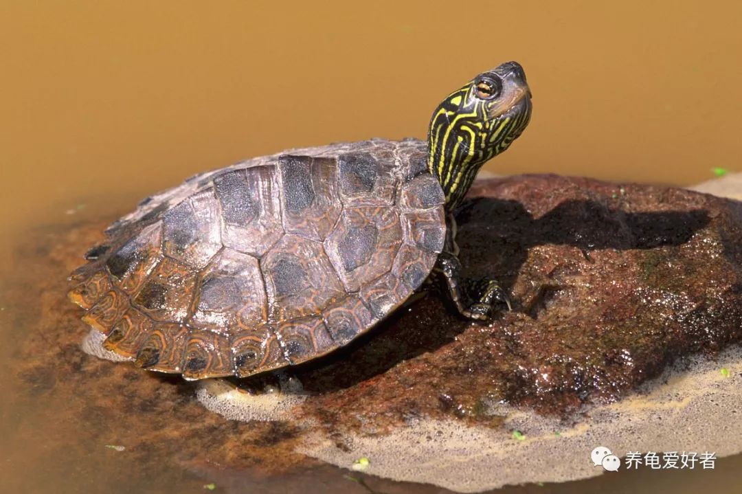 新手养龟要注意的事件,新手养龟最忌讳的东西