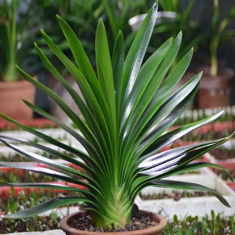 君子兰怎么样养一年多次开花,君子兰需要养几年才开花