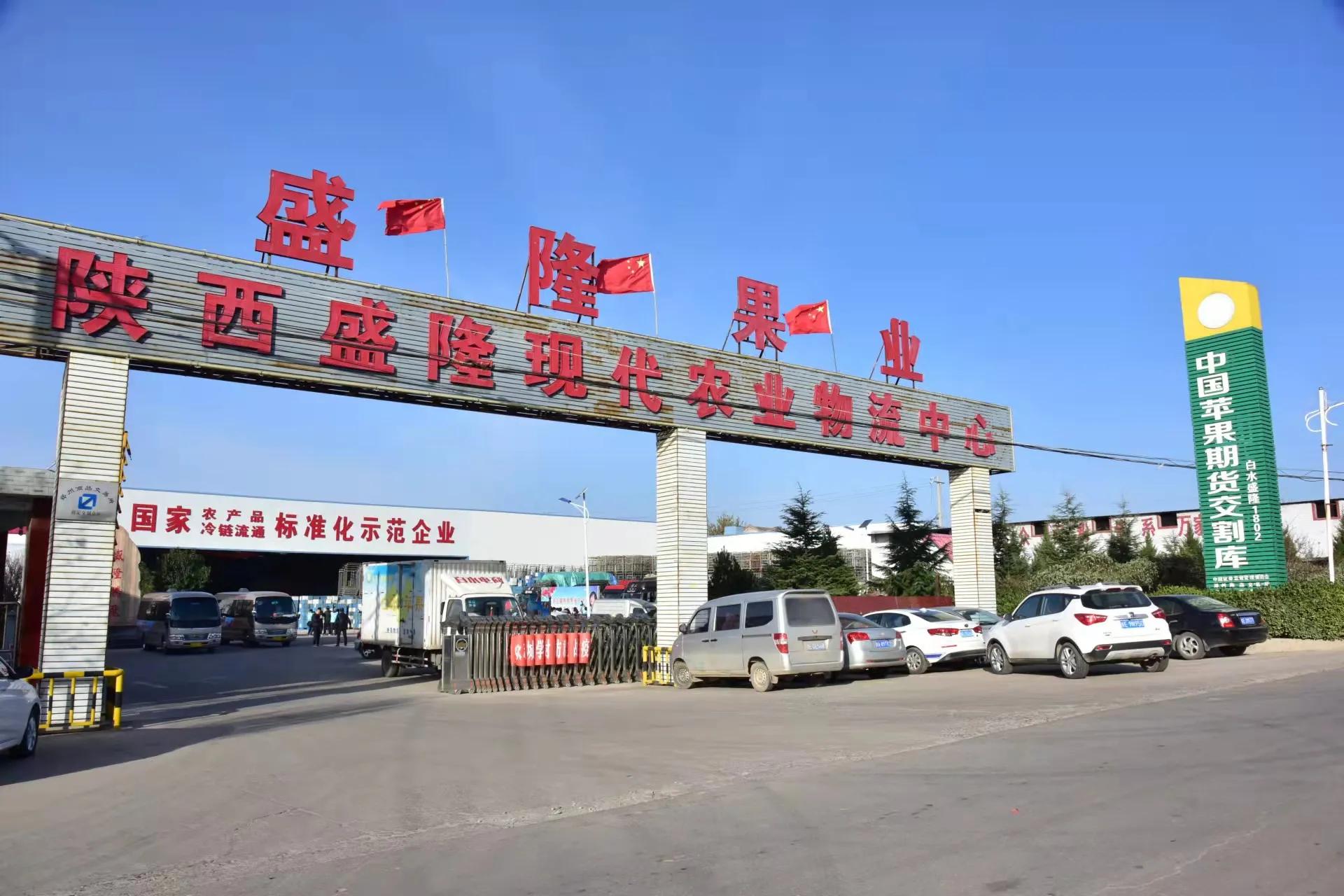 陕西白水苹果种植,陕西白水苹果基地介绍