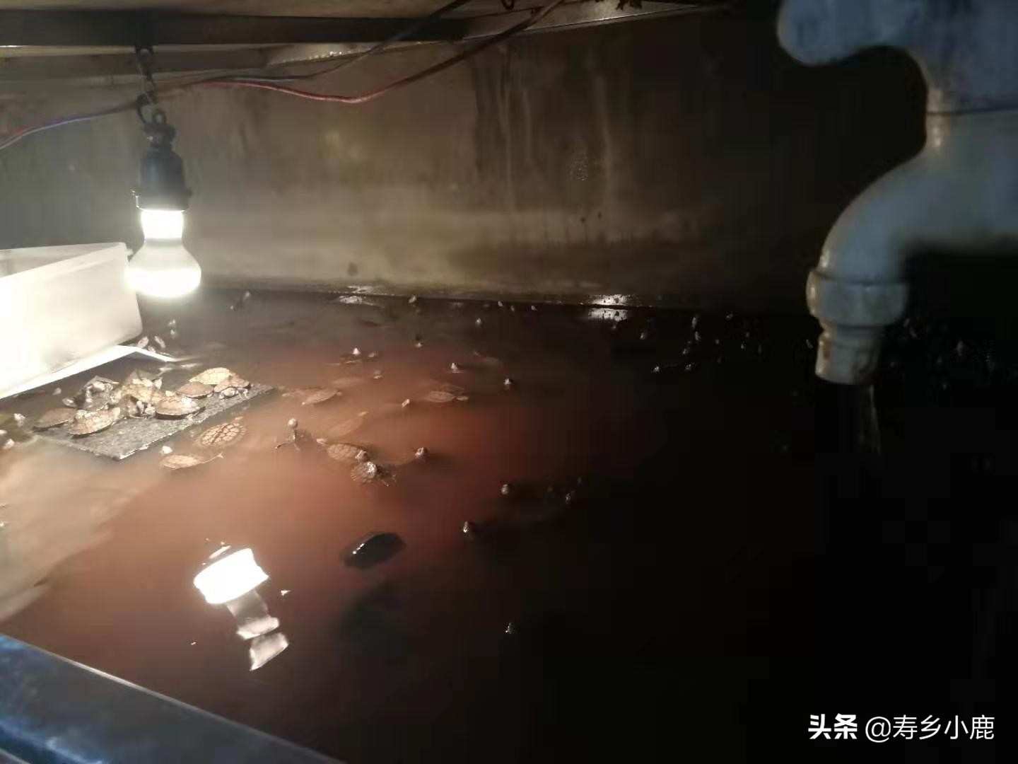 龟浮水什么样,龟浮水的原因