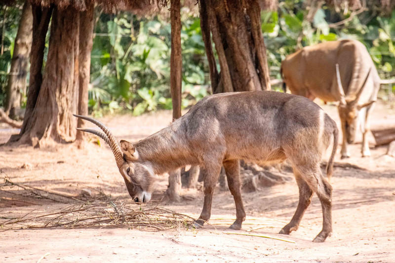 玩转广州长隆野生动物世界之行,广州长隆动物世界游玩攻略图
