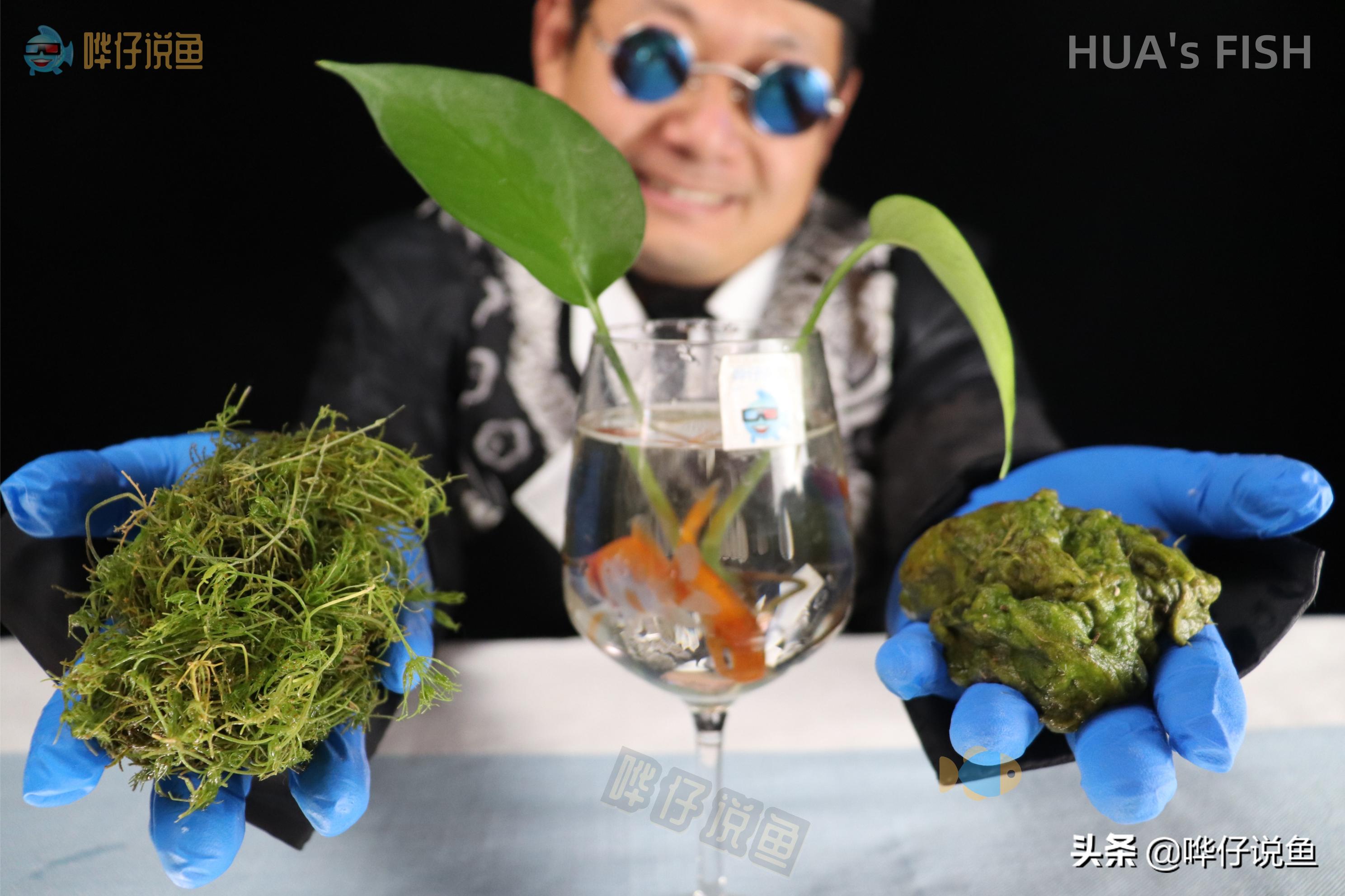 给鱼缸里的鱼换水正确步骤,热带观赏鱼鱼缸换水正确方法