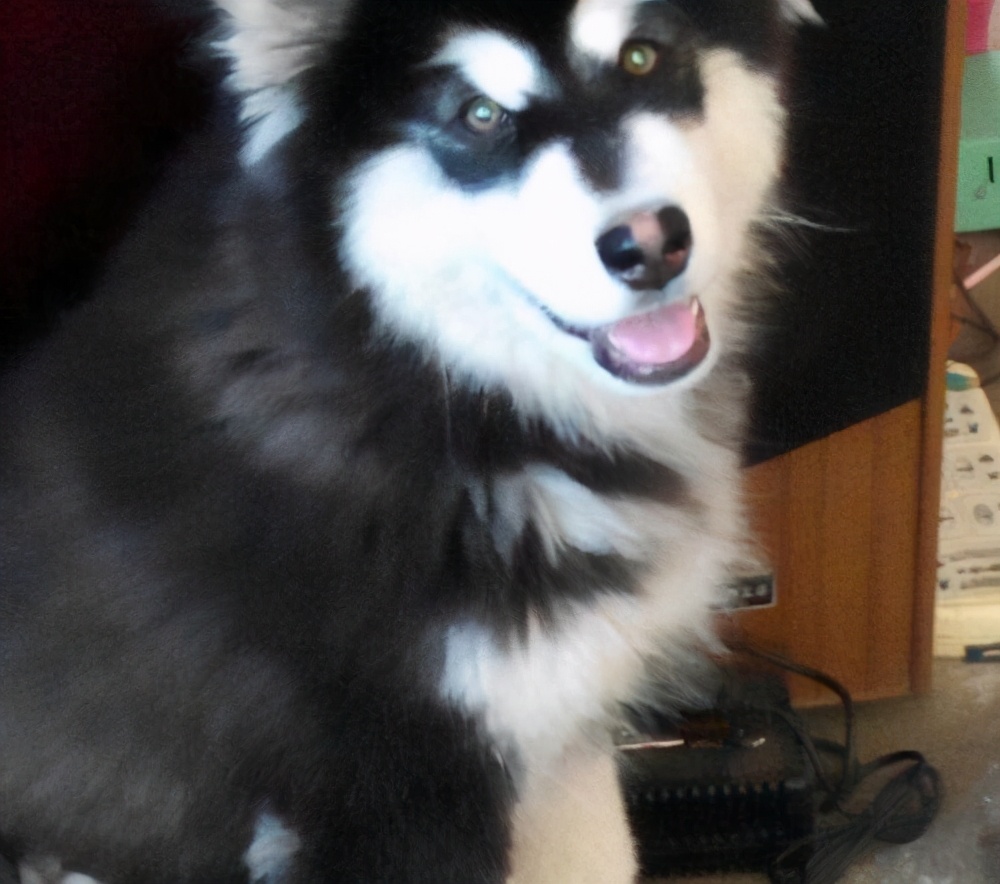 阿拉斯加犬有这几个表现,说明身上已经有很多“寄生虫”了