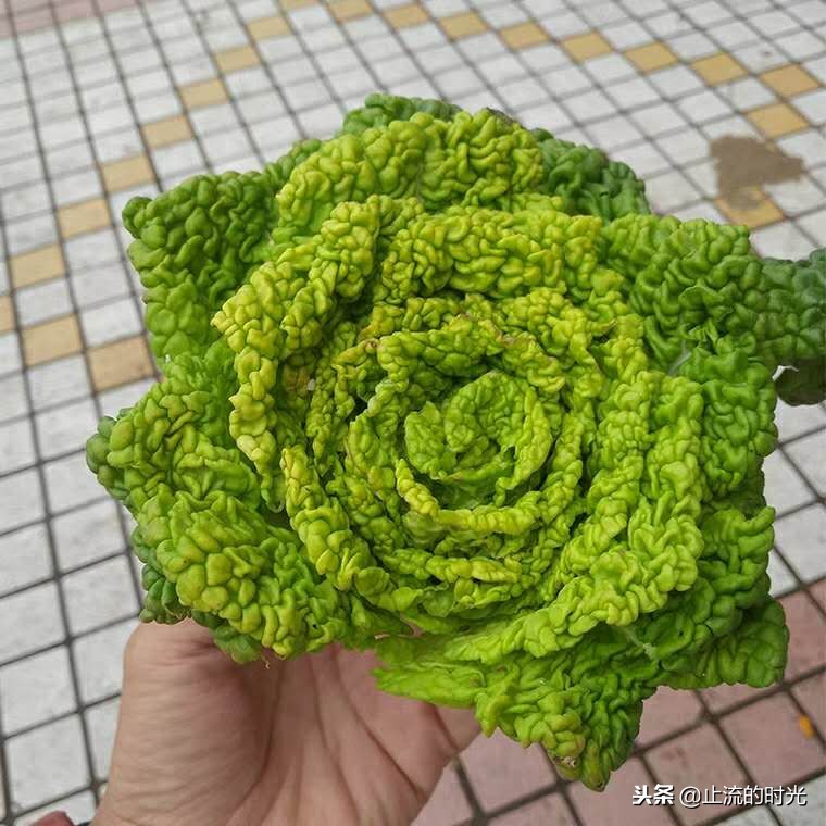 跌落神坛的五种多肉,长相奇特的6种多肉